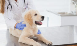 How to Deal with Unique Obstacles and HVAC Needs for Veterinary Clinics