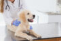 HVAC Needs for Veterinary Clinics